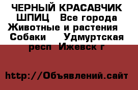 ЧЕРНЫЙ КРАСАВЧИК ШПИЦ - Все города Животные и растения » Собаки   . Удмуртская респ.,Ижевск г.
